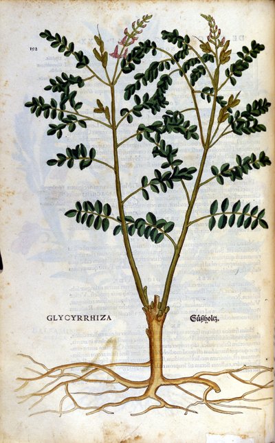 The Liquorice. Engraving in 