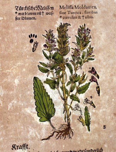 The melisse. Engraving - in 