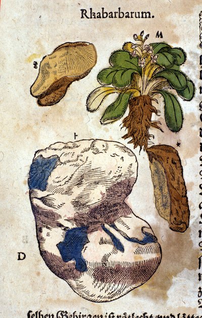 The Rhubarb. Engraving in 