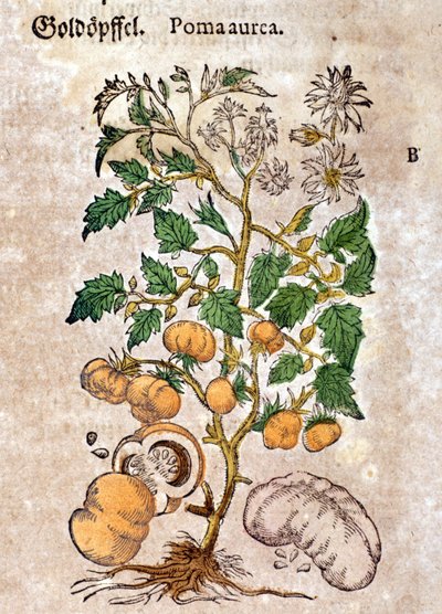 Tomato. Engraving - in 