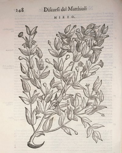 True Myrtle (Myrtus communis) by Pietro Andrea Mattioli