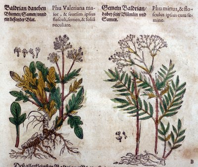 Valerian: two species with plant description by Pietro Andrea Mattioli