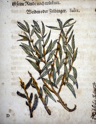 Willow Branch - In 