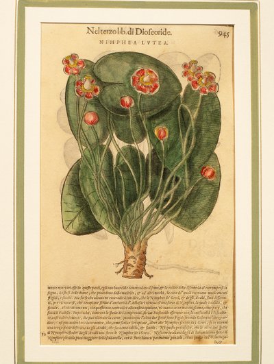 Yellow Water Lily (Nymphaea lutea), Coloured Engraving by Pietro Andrea Mattioli