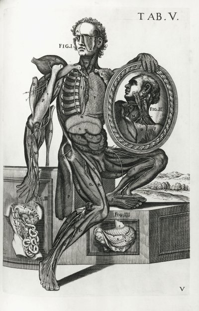 Plate V from 