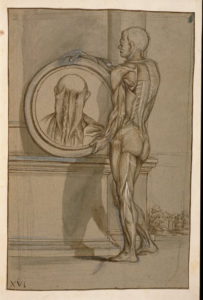 Ms Hunter 653 Plate XVI, Anatomical Drawing by Pietro da Cortona