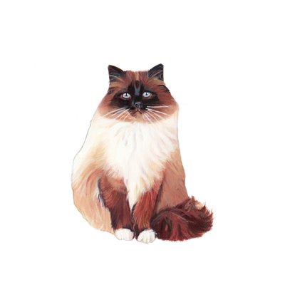 Birman Cat, 2014 by Polly Horner