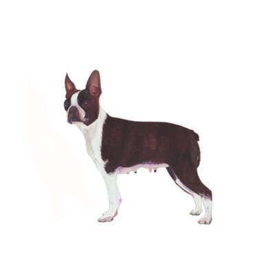 Boston Terrier, 2011 by Polly Horner