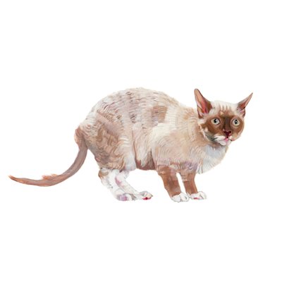 Cornish Rex, 2014 by Polly Horner