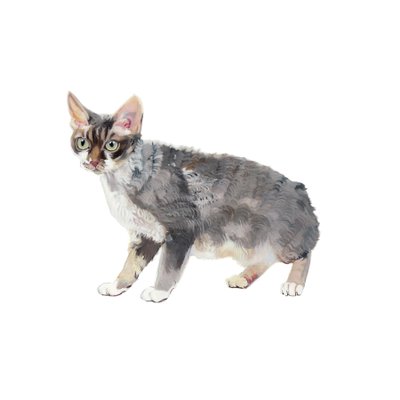 Devon Rex, 2014 by Polly Horner