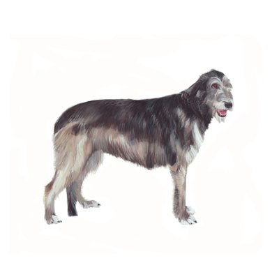 Irish Wolfhound, 2011 by Polly Horner