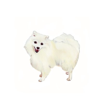 Japanese Spitz, 2011 by Polly Horner
