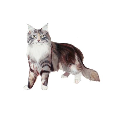 Marine Coon Cat, 2014 by Polly Horner