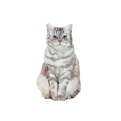 Selkirk Rex, 2014 by Polly Horner