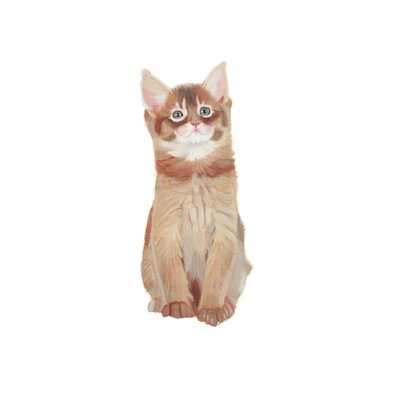 Somali kitten, 2014 by Polly Horner