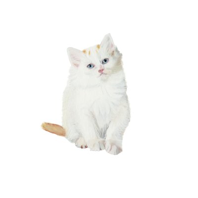 Turkish Van kitten, 2014 by Polly Horner