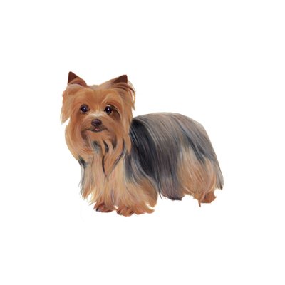 Yorkshire Terrier, 2011 by Polly Horner