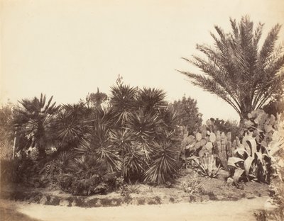 Pincian Garden, Rome, 1853-56 by Possibly by Jane Martha St. John.