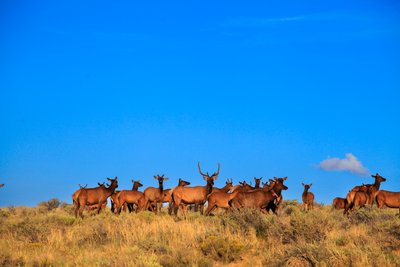 Herd of deer in Chaco Culture National Historical Park, 2014 by Precolombian Precolombian