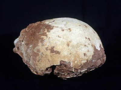 Egg Attributed to Hypselosaurus Priscus: Large Dinosaur Herbivore of the Late Cretaceous Found in Provence by Prehistoric Prehistoric