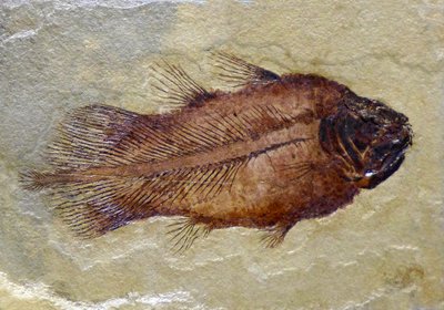 Fossil Footprint of the Carboniferous Coelacanth by Prehistoric Prehistoric