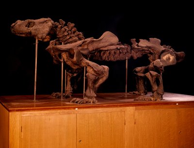 Prehistory; dinosaurs: skeleton of ichthyosaur by Prehistoric Prehistoric