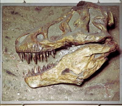 Prehistory: Dinosaur skull Tyrannosaurus rex (T Rex or tyrannosaur). Cretaceous period. Museo civico di storia naturale, Milan by Prehistoric Prehistoric