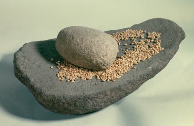 Prehistory: Dormant Wheel with Grains (Neolithic Period). France. Saint Germain En Laye, Museum of Antiquities by Prehistoric Prehistoric