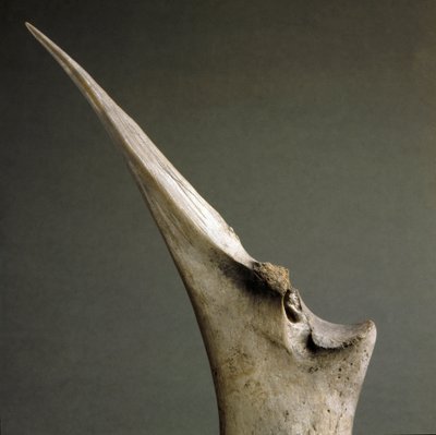 Tip of Bones from the Polada Tourbiere by Prehistoric Prehistoric