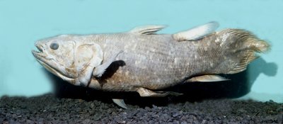 Prehistory: copy of coelacanth (Latimeria chalumnae) by Prehistoric Prehistoric