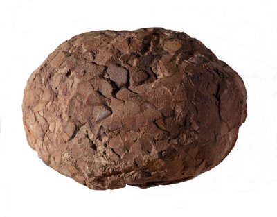 Prehistory: dinosaur egg found in Provence. Mesozoic era, Jurassic period by Prehistoric Prehistoric