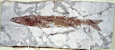 Fish fossil Sphyraena Bolcensis from Mount Bolca (Eocene period) by Prehistoric Prehistoric