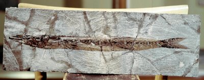 Fish Fossil Sphyraena Bolcensis by Prehistoric Prehistoric