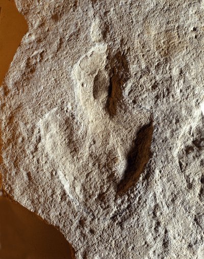 Prehistory: Fossil Fingerprint of Dinosaur. Mesozoic Era, Jurassic Period. Found in Former Yugoslavia by Prehistoric Prehistoric