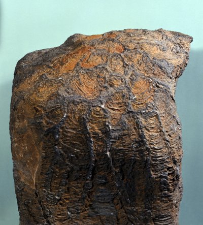 Prehistory: fossil of Stromatolite (or stromatolith), marine rock, archeozoic era. Found in Mauritania by Prehistoric Prehistoric
