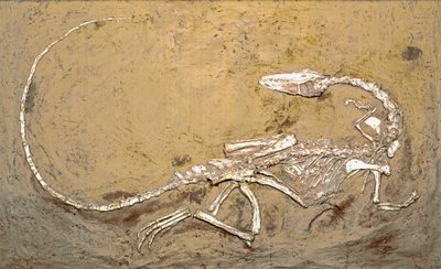 Prehistory: fossil of the dinosaur Coelophysis. Period of the Upper Triassic. Museo civico di storia naturale, Milan by Prehistoric Prehistoric