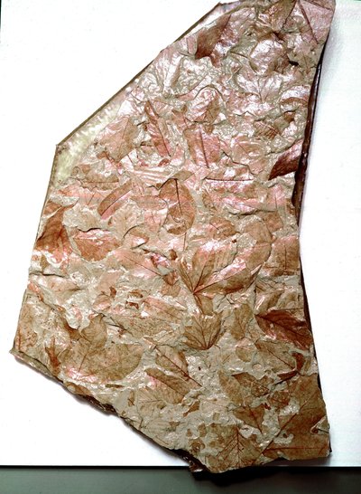 Prehistory: fossilized leaves from Piemont (Italy). Period of the inferior Quaternary. Museo civico di storia naturale, Milan by Prehistoric Prehistoric