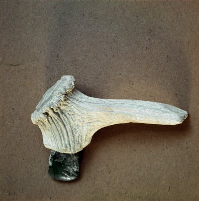 Green stone hatchet with deer horn handle from the cave of Pollera, Liguria. Middle Neolithic, Stone Age. Museo di archeologia Ligure, Genoa by Prehistoric Prehistoric