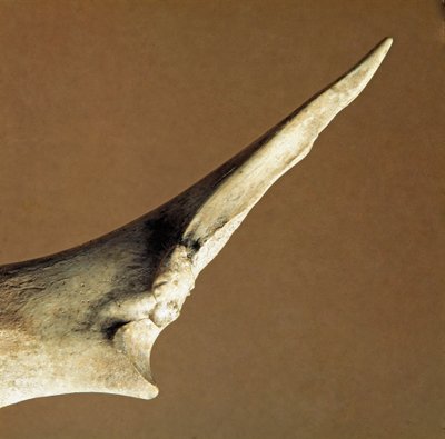 Prehistory: Knife Made of Beef Ulna from the Necropole of Arene Candide, Liguria. Lower Neolithic, Peter