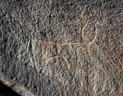 Rock Art: Representation of a Cattle by Prehistoric Prehistoric