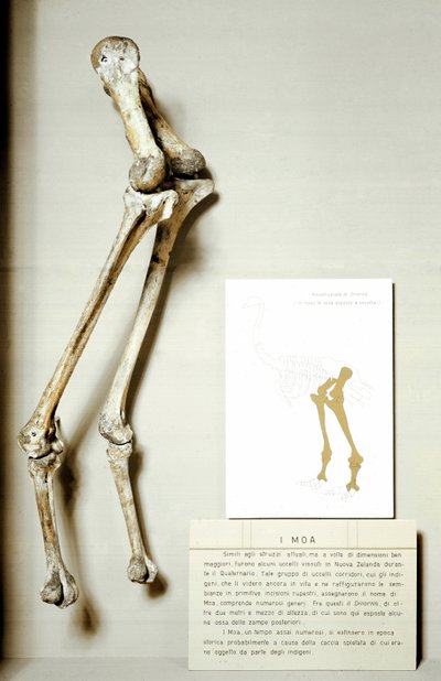Skeleton of legs of Moa Dinornis, giant fossil birds of New Zealand (Cretaceous period) by Prehistoric Prehistoric