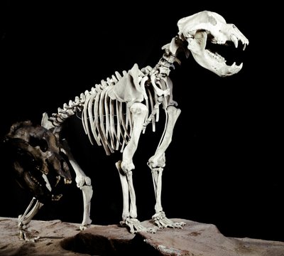 Prehistory: Skeleton of the Cave Bear from the Caves del Bandito a Roaschia in Italy by Prehistoric Prehistoric