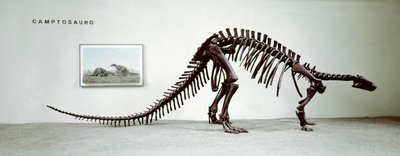 Skeleton of the camptosaur dinosaur (Camptosaurus Browni) (Superior Jurassic) by Prehistoric Prehistoric