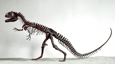 Skeleton of the Dinosaur Allosaurus Fragilis by Prehistoric Prehistoric