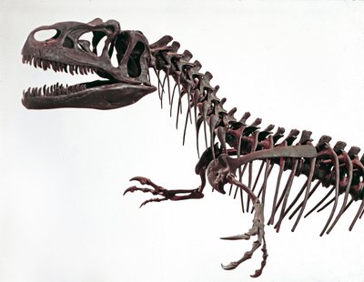 Prehistory: skeleton of the dinosaur Allosaurus fragilis. Period of the Upper Jurassic by Prehistoric Prehistoric