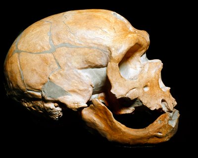 Prehistory: skull of the Man of the Chapel to the Saints, Neanderthal, Paleolithic by Prehistoric Prehistoric