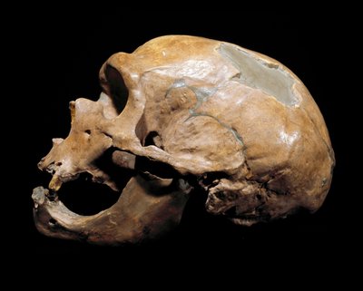 Skull of the Man of the Chapel to the Saints by Prehistoric Prehistoric