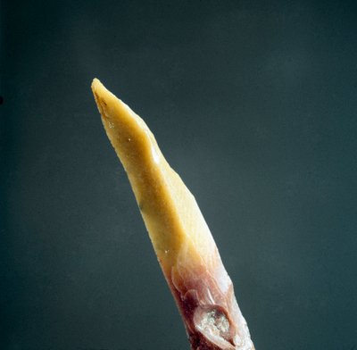 Tip of flint from the Necropole of Arene Candide, Liguria. Upper Paleolithic, Stone Age. Museo di archeologia Ligure, Genoa by Prehistoric Prehistoric