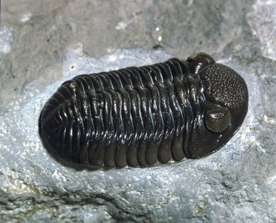 Prehistory: trilobite Phacops Rana fossil (arthropod). Age of the Paleozoic, period of the Devonian. Find in Ohio, United States by Prehistoric Prehistoric