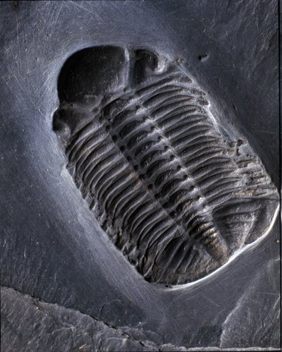 Trilobite Phacops Rana Fossil by Prehistoric Prehistoric